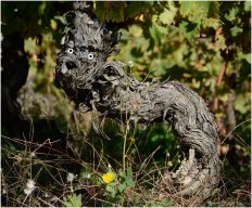 pieds de vignes_07